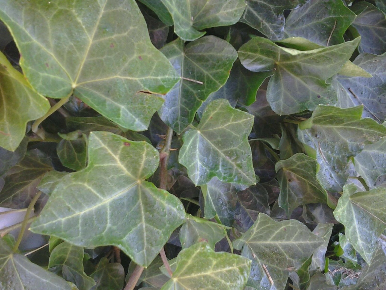BALTIC IVY SUB ZERO 5 bare root plants(Hedera helix), flowering-plant