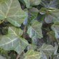BALTIC IVY SUB ZERO 5 bare root plants(Hedera helix), flowering-plant