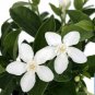 Asian Snow Jasmine Live plant~Wrightia antidysenterica~Plug Size 3 to 5 inches