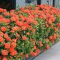 IXORA MAUI RED LIVE PLANT 3 TO 5 INCHES TALL