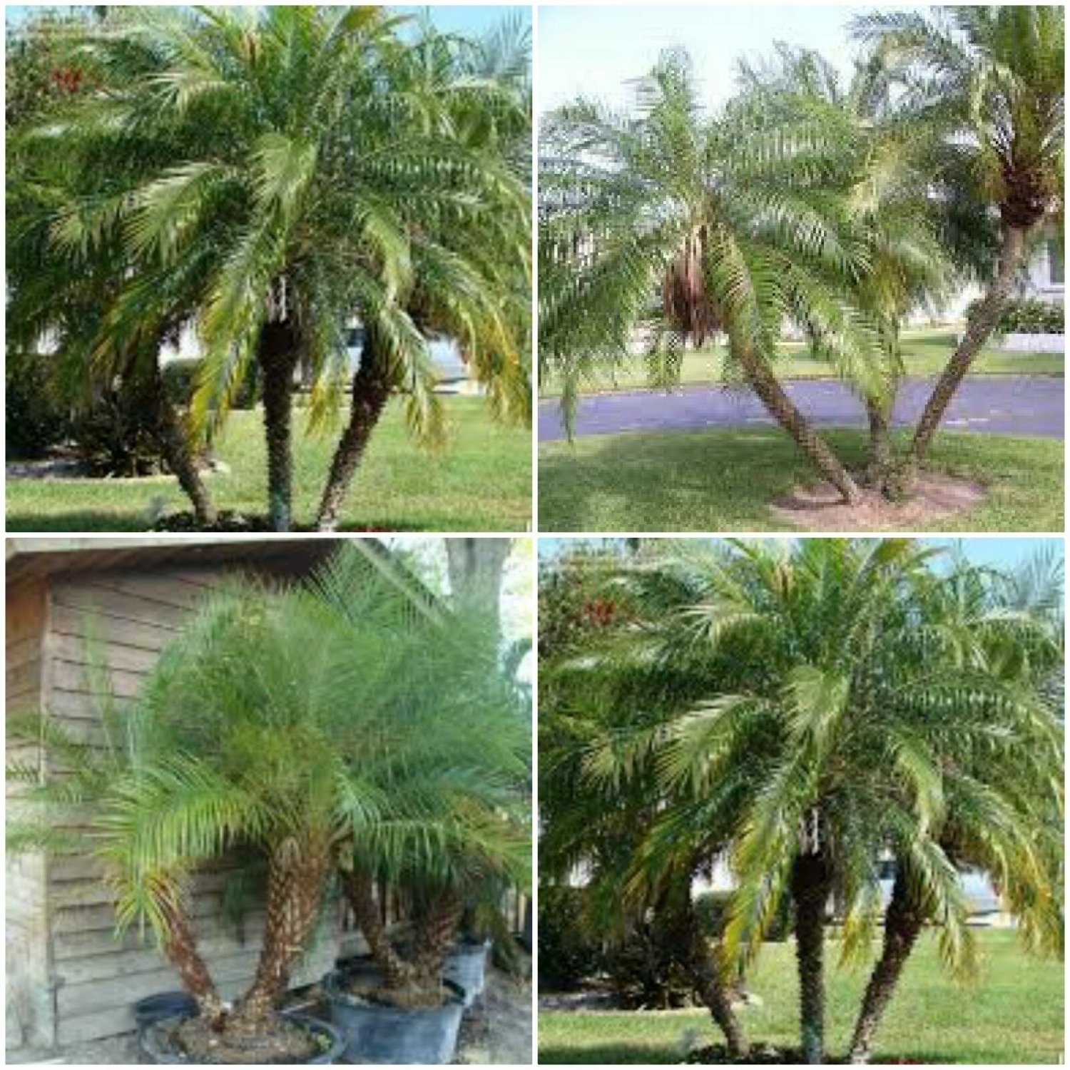 Robellini Live Palms~phoenix Roebelenii~pygmy Date Palm Rooted Starter Plants 3871