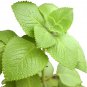 2 Cuban Oregano~Mexican Mint~Spanish Thyme~Well Rooted plant 5 to 7 Inches