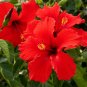 TROPICAL RED HIBISCUS WELL ROOTED 3 TO 5 INCHES LIVE STARTER PLANT