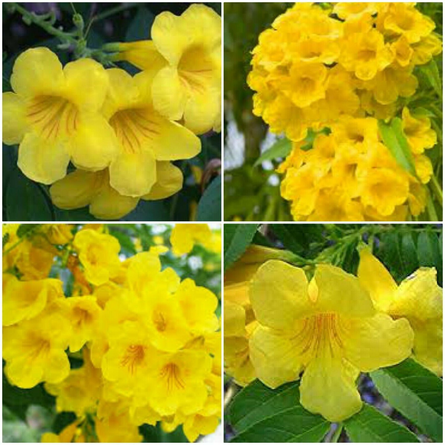 Tecoma Stans~Yellow Elder~Trumpet Shrub Bush~Esperanza live plant 5 inches