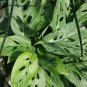 MONSTERA~ SWISS CHEESE PLANT~1 PLANT 2 to 3 leaves per 4"" POT