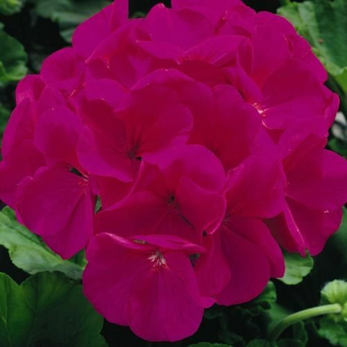 Fresh Seeds - Maverick Violet Geranium 12 Seeds