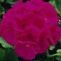 Fresh Seeds - Maverick Violet Geranium 12 Seeds