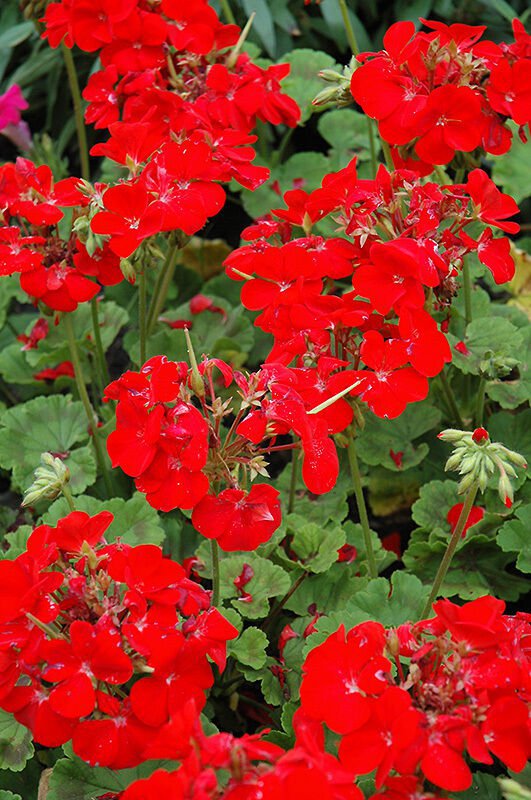 Fresh Seeds - Pinto Deep Red Geranium 12 Seeds