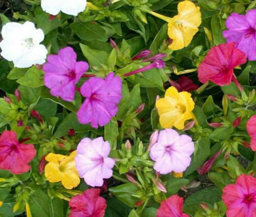 Fresh Seeds - Flower Seed: Four O'Clock Marvel of Peru Flower 25+ Seeds