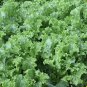 Fresh Seeds - Green Ice Lettuce 300+ Seeds
