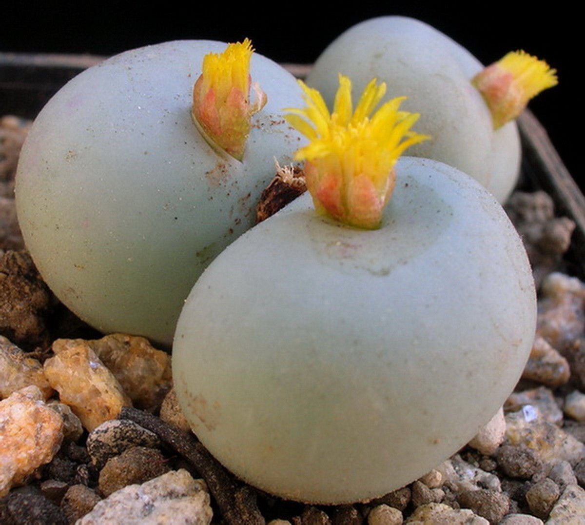 Conophytum calculus, exotic cactus rare living stones mesemb cacti seed 15 SEEDS