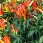 Fresh Seeds - Medusa Ornamental Pepper 12 Seeds