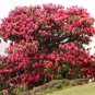 Rhododendron Arboreum, Medicinal herb Guinness record tree flower seed 10 SEEDS