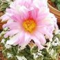 ARIOCARPUS VARIETY MIX @ living rock stone plant cactus seed cacti 10 SEEDS