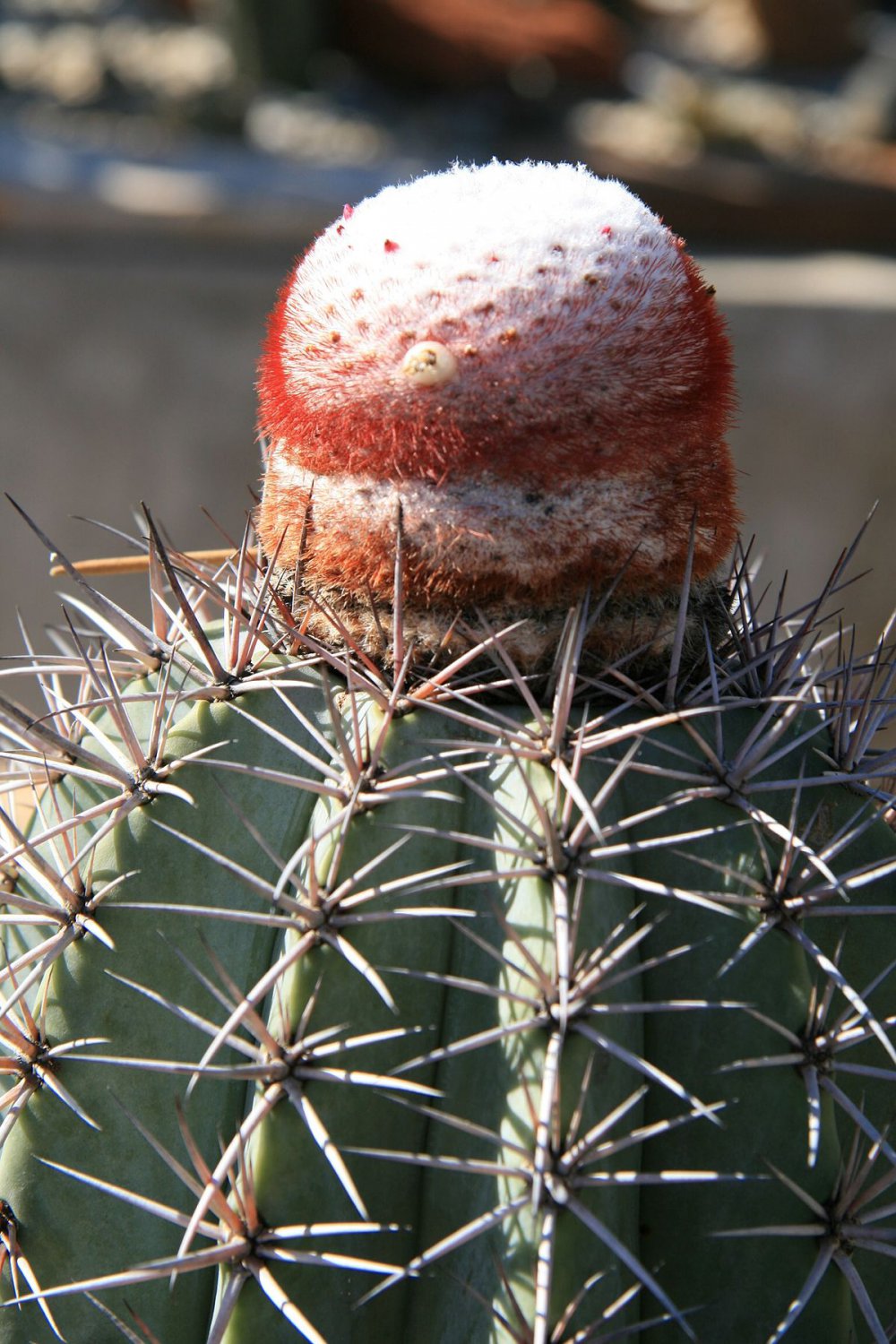 Melocactus Azureus exotic succulent cacti rare outdoors cactus seed 100 SEEDS