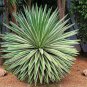 Agave angustifolia variegated @ exotic succulent rare cactus seed plant 30 SEEDS