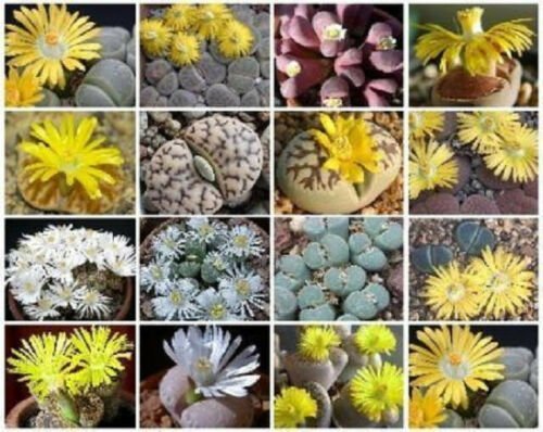 Lithops MIX succulent cactus living stone seed 30 SEEDS