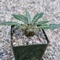 Dorstenia Lanzifolia rare succulents seed 10 SEEDS