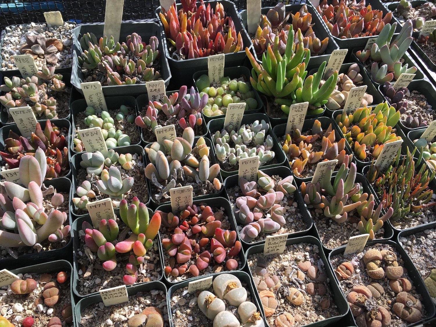 Mesembs MIX succulent cactus living stone seed 30 SEEDS