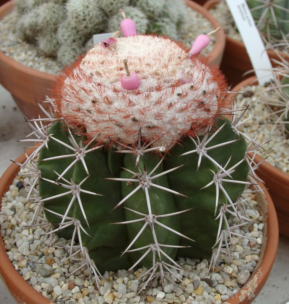 Melocactus Violaceus, cacti rare cactus seed 100 SEEDS