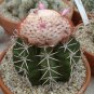 Melocactus Violaceus, cacti rare cactus seed 100 SEEDS