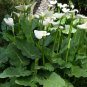 Calla Lily Aethiopica White Giant,1 Rhizome