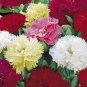 120 Seeds CARNATION CHABAUD MIXED COLORS Dianthus Caryophyllus