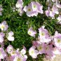 10,000 Seeds SHOWY EVENING PRIMROSE Oenothera Speciosa