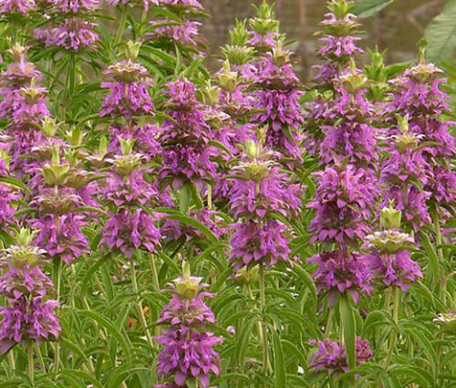 6,000 Seeds LEMON MINT BEE BALM Monarda Citriodora