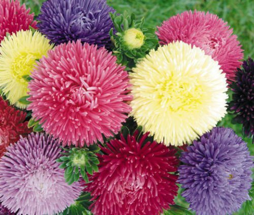 150 Seeds ASTER GREMLIN DOUBLE MIXED COLORS Callistephus Chinensis