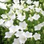 500 Seeds BELLFLOWER TUSSOCK WHITE Campanula Carpatica