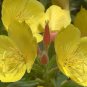 1 oz Yellow Primrose Seeds, Evening Primrose, Bulk Flower Seeds, 1 oz approx 53,125
