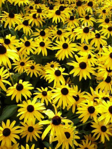 1/2 oz Black Eyed Susans Seeds, Bulk Flower Seeds, Perennial, Approx 40,000