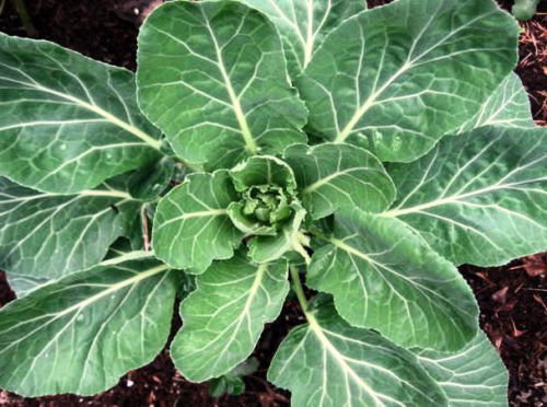 1 oz Collard Seed, Yates, Heirloom Seeds, Collard Greens, Bulk Seed, 1 oz approx 8000