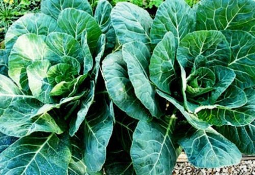 1 oz Collard Seed, Champion, Bulk Seed, Heirloom Collard Greens 1oz approx 8000 seeds