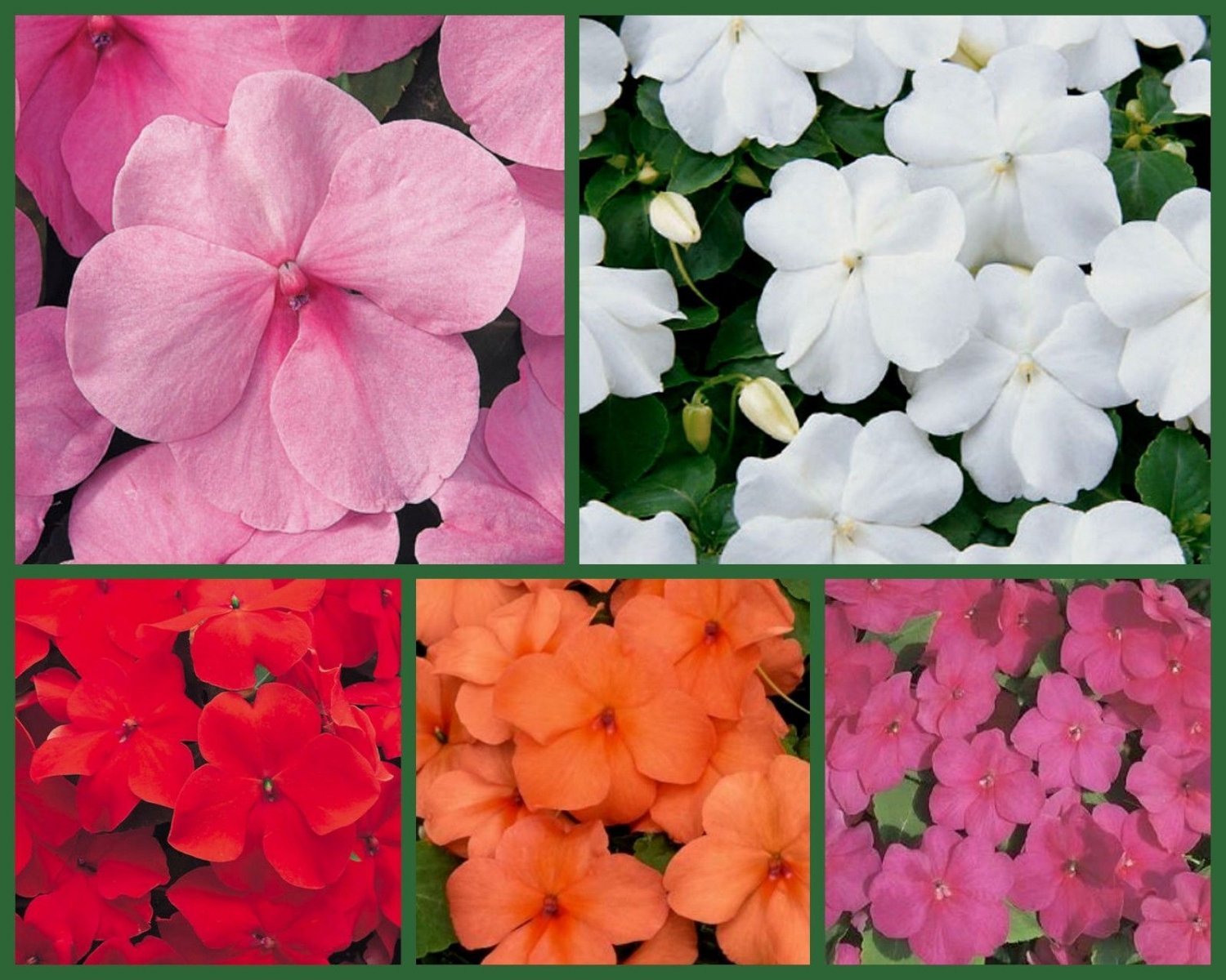 "Impish Impatiens" 5 Packs, Red Impatiens, Orange Impatiens, Pink Impatien Seeds