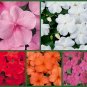"Impish Impatiens" 5 Packs, Red Impatiens, Orange Impatiens, Pink Impatien Seeds