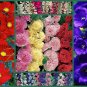 Old Timey Special, Tall Varieties, 5 Full Size Packs, Heirloom Flower Seeds