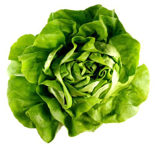 1/2 oz Bibb Lettuce Seeds, Bulk Seed, Butterhead Lettuce, Heirloom 1/2oz approx 10,000