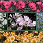 Wildflower Seed, Wild For Wildflowers 5 Pk Special, Non-Gmo Heirloom Wildflowers