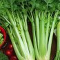 500 Celery Seeds, Utah Tall, Heirloom Herb Seed, Bulk Celery, Vegetable Seed, 500ct