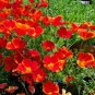 500 Red Chief Poppy Seeds, Red Chief Poppies, Bulk Flower Seed, Wildflowers 500ct