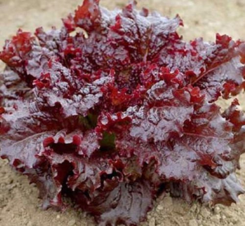 500 Red Lettuce Seeds, Leaf Lettuce Seeds, Heirloom Bulk Lettuce Seed, Non-Gmo 500ct