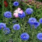 500 Blue Bachelor Button Seeds,Tall Blue Cornflower Seeds, Bulk Flower Seeds, 500ct