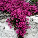 500 Creeping Thyme Seeds Scarlet, Perennial Heirloom Groundcover Seeds, Bulk 500ct