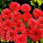 500 Red Bachelor Button Seeds, Tall Red Cornflower Seeds, Bulk Flower Seeds, 500ct