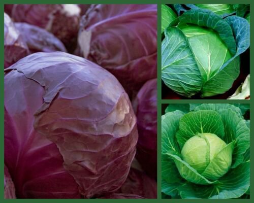 "Crispy Cabbage" 3 pk Special, Golden Acre, Red Acre, Danish Ballhead, Heirloom