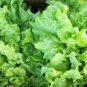500 Leaf Lettuce Seed, Black Seeded Simpson, Bulk Seeds, Heirloom Lettuce Seed 500ct