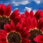 50 Sunflower Seeds "Red Sun" Heirloom Flower Seeds Multiple Blooms & Branches 50ct