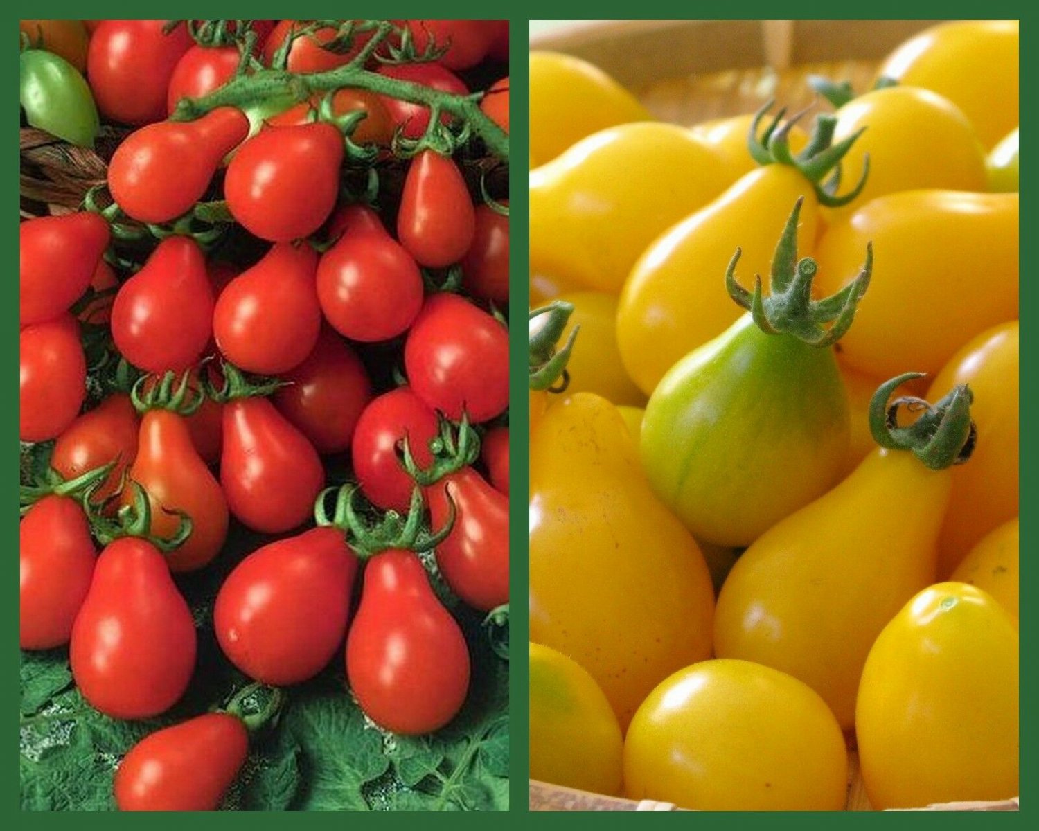 "Perfect Pear Tomatoes" 2 pk Special, Heirloom Pear Tomatoes, Red + Yellow Pear